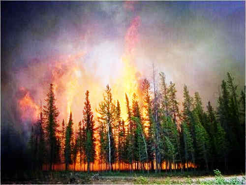森林火灾有什么危害