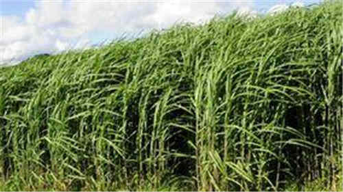 秦朝的饮食习惯