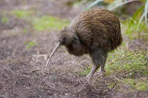 新西兰的国鸟是什么