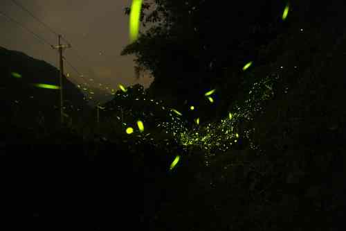 萤火虫发光的目的是什么