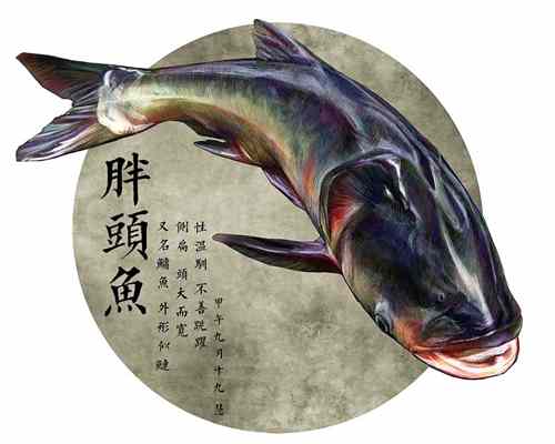 胖头鱼是什么鱼