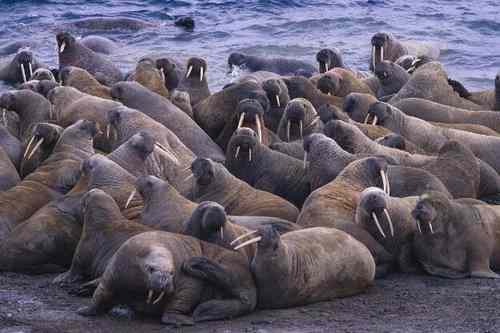 海象是什么动物