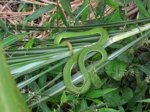 竹叶青蛇的特征及习性