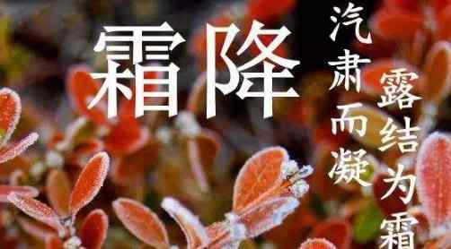 关于霜降的谚语