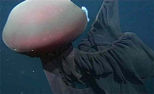 冥河水母有多大