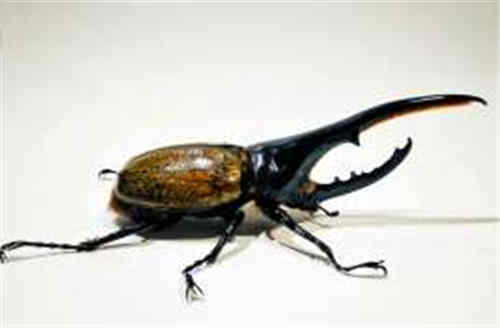 如何饲养长戟大兜虫