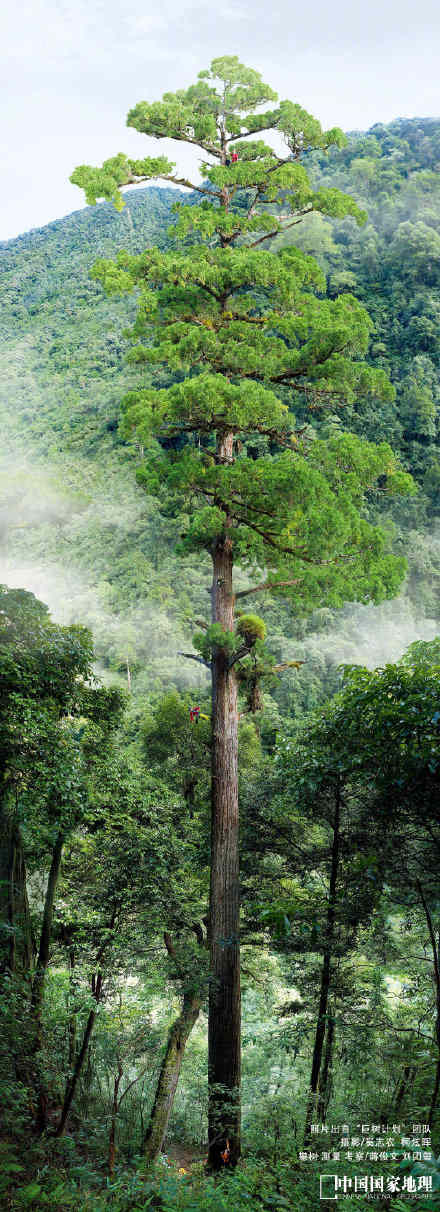 中国最高树有多高