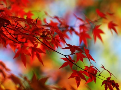 国庆红色枫叶PPT高清背景图片 枫叶课件图片