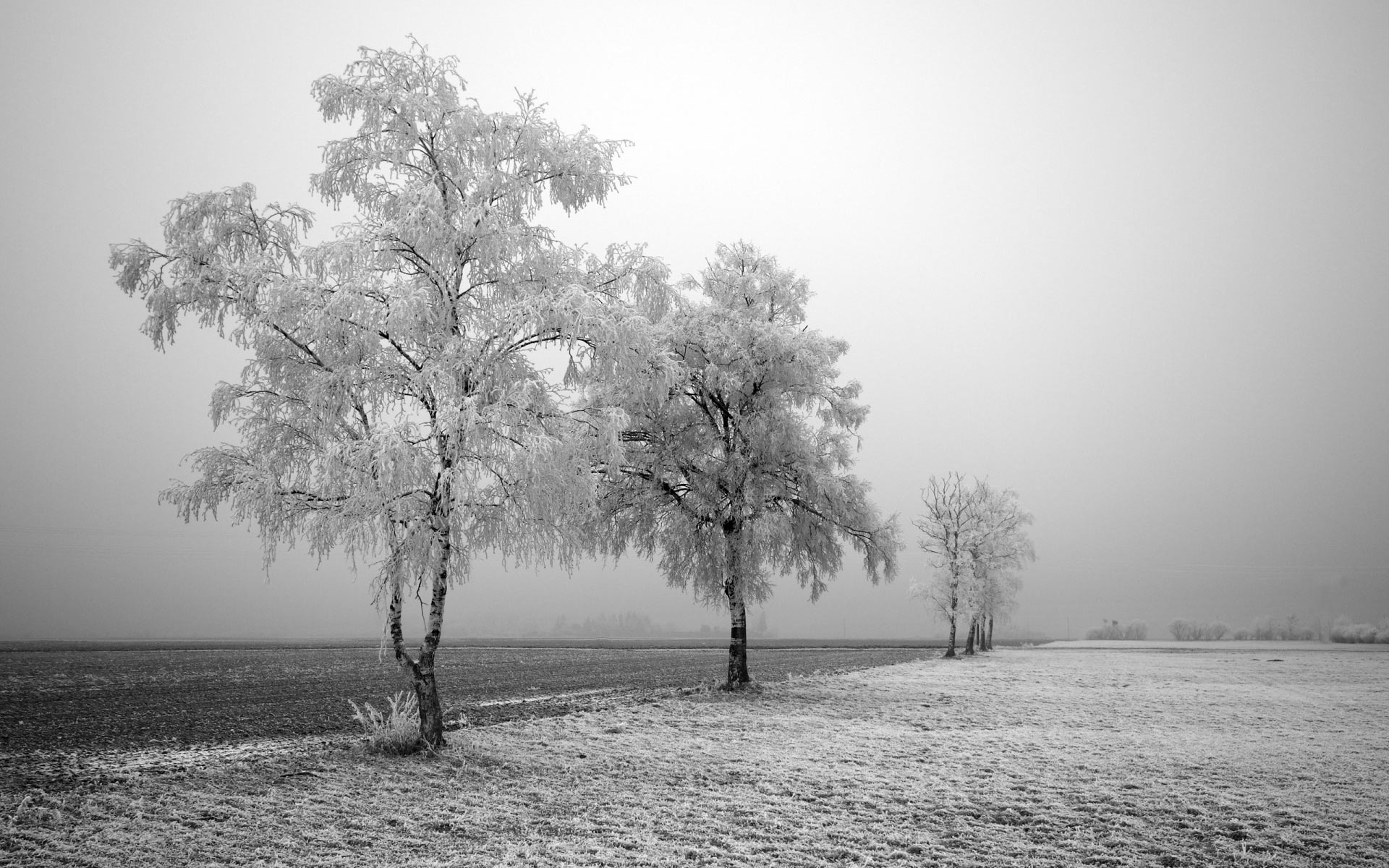 冬天雪景图片 雪地的树ppt课件背景图片