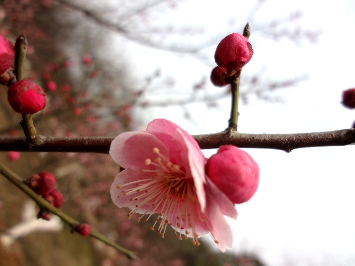 花儿高清背景图组素材，桃花花骨朵儿背景图片，清爽的花儿背景图片，花瓶里插着的红花儿背景图片，高清的矢量清新的绿叶背景图片