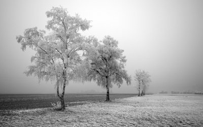 冬天雪景图片 雪地的树ppt课件背景图片